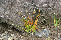 Eriocaulon heterolepis